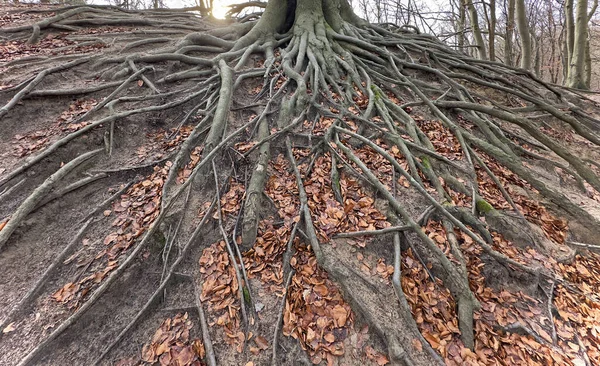 Roots from a tree in the forest, the Netherlands. High quality photo