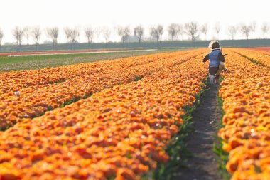 Happy child is running in orange tulip field. High quality photo