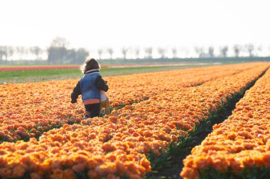 Happy child is running in orange tulip field. High quality photo