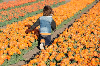 Happy child is running in orange tulip field. High quality photo