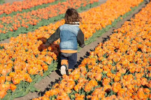 Happy child is running in orange tulip field. High quality photo