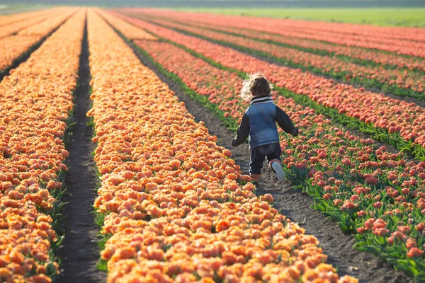 Happy child is running in orange tulip field. High quality photo