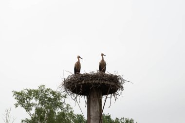 A pair of storks build their eyrie in spring and then mate. High quality photo