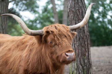 Highland Cow at safari park, the Netherlands.High quality photo