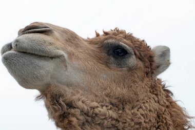 Camel and dromedary walking at safari parc. High quality photo