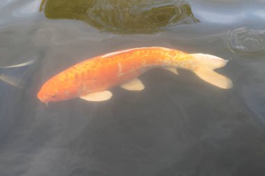 Big goldfish in water at the Zoo, the Netherlands. High quality photo