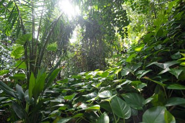 Green tropical jungle at greenhouse, the Netherlands. High quality photo