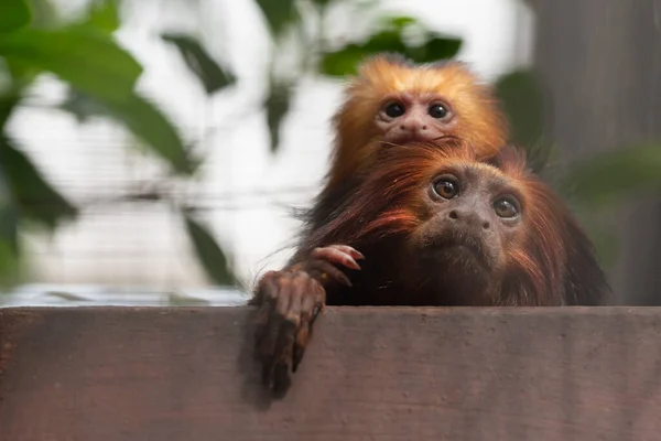 Cute lion Tamarin in the Zoo The Netherlands.High quality photo