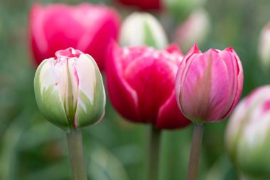 Pink flower tulips in a tulip parc, The Netherlands. High quality photo