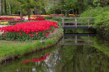 Tulip parc with water and bridge. The Netherlands. High quality photo