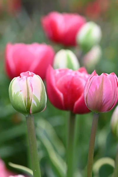 Pink flower tulips in a tulip parc, The Netherlands. High quality photo