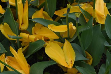 Yellow heart shaped tulip leaf in a field. High quality photo