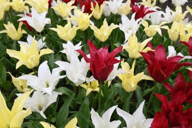 Red, yellow anf white tulips in tulip field. High quality photo