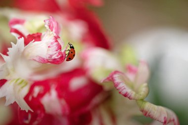 Lale çiçeğinin üzerindeki uğur böceği. Yüksek kalite fotoğraf