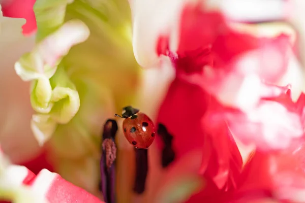 stock image Ladybug on a tulip flower in nature. High quality photo