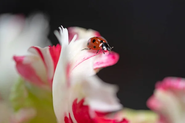 stock image Ladybug on a tulip flower in nature. High quality photo