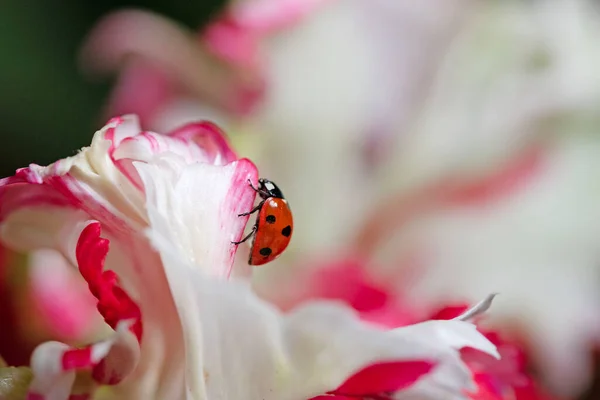Biedronka Kwiatach Tulipanów Naturze Wysokiej Jakości Zdjęcie Obraz Stockowy