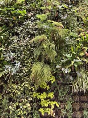 Duvar bitki yeşili renkle dolu. Yüksek kalite fotoğraf