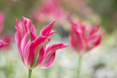 Zarif, manzaralı bir bahar arka planında süslü, pembe ve beyaz bir papağan lalesinin yakın çekimi. Yüksek kalite fotoğraf