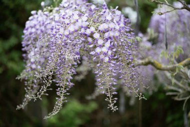 Wisteria villosa. Adı Wisteria chinensis. Yüksek kalite fotoğraf