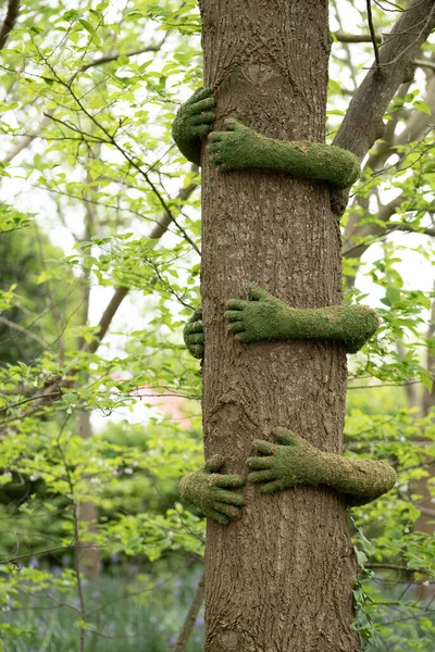 green buxus arms embrace tree trunk in forest. High quality photo