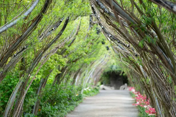 Tunnel of green plants at floral parc. High quality photo