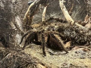 The Curlyhair tarantula, Tliltocatl albopilosus a big spider. High quality photo clipart