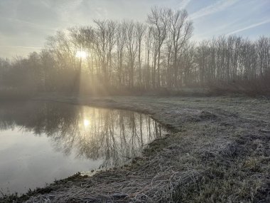 Hollanda kış manzarası Twiske doğa alanı Hollanda. Yüksek kaliteli resim.