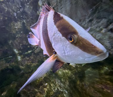 Akvaryumdaki deniz balığı. Akvaryumda bir sürü deniz hayvanı var. Yüksek kalite fotoğraf