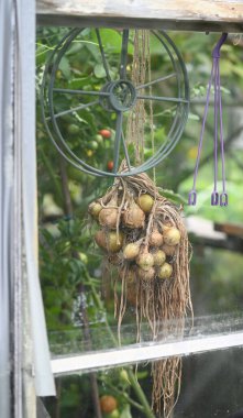 Seradaki bir direğe sarımsak yığını sarkıyor ve insan yapımı bir binanın içinde eşsiz bir doğa gösterisi yaratıyor.