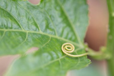 Bir karasal bitkinin spiral desenli yeşil yaprağının makro fotoğrafı, muhtemelen bir yaprak ya da bitki. Karmaşık tasarım doğanın güzelliğini yakından gösteriyor.