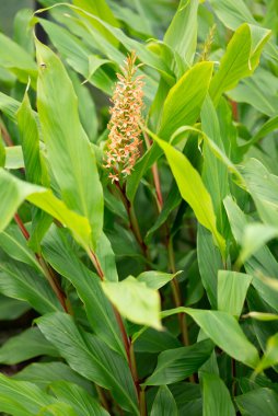 Çimen ailesine ait yemyeşil yaprakları ve renkli çiçekleri olan bir karasal bitkinin yakın çekimi. Bu çiçek açan bitki tarlalarda ya da tarımsal ortamlarda bulunabilir.