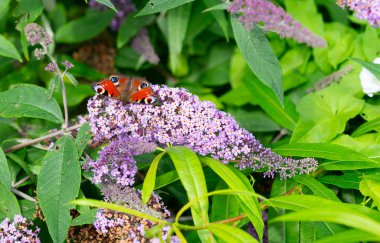Bir kelebek, bir böcek ve polen taşıyıcı, mor bir çiçeğin üzerine tünemiş, botanik sahasındaki bir karasal bitki. Güveler ve kelebekler, tozlaşan bitki örtüsünde hayati bir rol oynayan eklembacaklılardır.