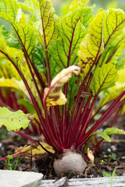 Bir pancar bitkisinin yakın plan çekimi, yaprak sebze kategorisine ait bir karasal bitki, toprakta büyüyor doğanın ve botaniğin güzelliğini gösteriyor.
