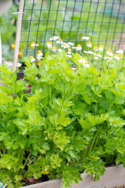 Çitlerle çevrili bir bahçede bir grup karasal bitki kerevizi büyüyor. Bir sebze yaprağı ve yemek pişirmede popüler bir malzemedir.
