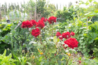 Gül familyasından bir buket kırmızı gül, bir çiçek tohumu, bahçede yetişir. Bu gür yapraklı karasal bitkiler güzel bir yer altı örtüsü görevi görürler.