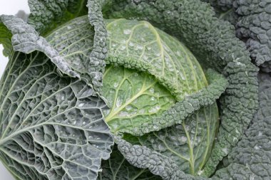 Yapraklarının üzerinde su damlacıkları olan yapraklı yeşil bir lahananın yakın çekimi, bir yaprak sebzesi ve yerel yiyeceğin en sevilen örneği