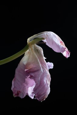 Solmuş papağan lale çiçeği, siyaha karşı izole. Yüksek kalite fotoğraf
