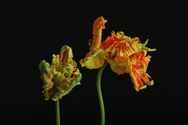 Siyah bir arkaplanda iki çiçeğin güzelliğini gösteren yakın plan bir fotoğraf. Yaprakların, bitki saplarının ve dalların karmaşık ayrıntıları bu makro fotoğraf sanatında vurgulanmıştır.