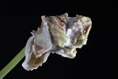 Solmuş papağan lale çiçeği, siyaha karşı izole. Yüksek kalite fotoğraf