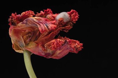 Solmuş papağan lale çiçeği, siyaha karşı izole. Yüksek kalite fotoğraf