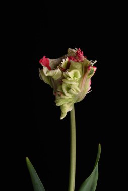  Siyah üzerine izole edilmiş renkli kırmızı ve beyaz papağan lalesi lale çiçeğinin makro yakın çekimi. Yüksek kalite fotoğraf