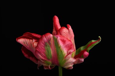  Siyah üzerine izole edilmiş kırmızı ve yeşil papağan lale çiçeğinin makro yakın çekimi. Yüksek kalite fotoğraf