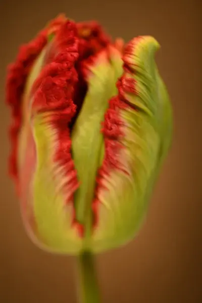 a macro closeup of colorful red and green parrot tulip tulip flower isolated on black. High quality photo
