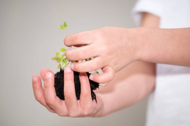 Bir insan küçük bir bitkiyi nazikçe elinde tutar, parmaklarıyla dikkatlice sarar ve nazikçe yeşilliği gösterir.