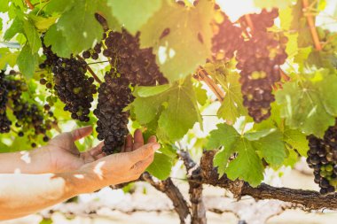Farmer hand holding black grape in vineyard