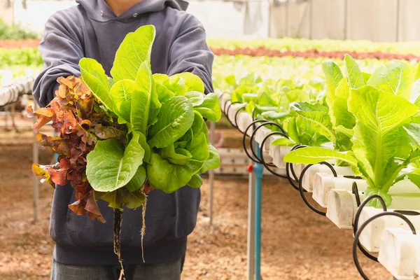 Asian Farmer Hand Holding Green Lettuce Organic Greenhouse — Stock Photo, Image