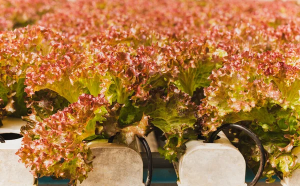 水栽蔬菜养殖场新鲜有机红莴苣沙拉植物 — 图库照片
