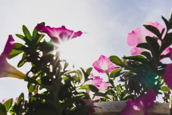 Sudut Rendah Melihat Bunga Petunia Merah Muda Mekar Taman — Stok Foto