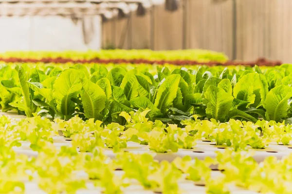 Closeup Fresh Green Oak Lettuce Organic Farm — Stock Photo, Image